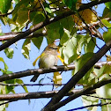 Yellow-rumped warbler