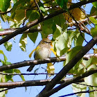 Yellow-rumped warbler