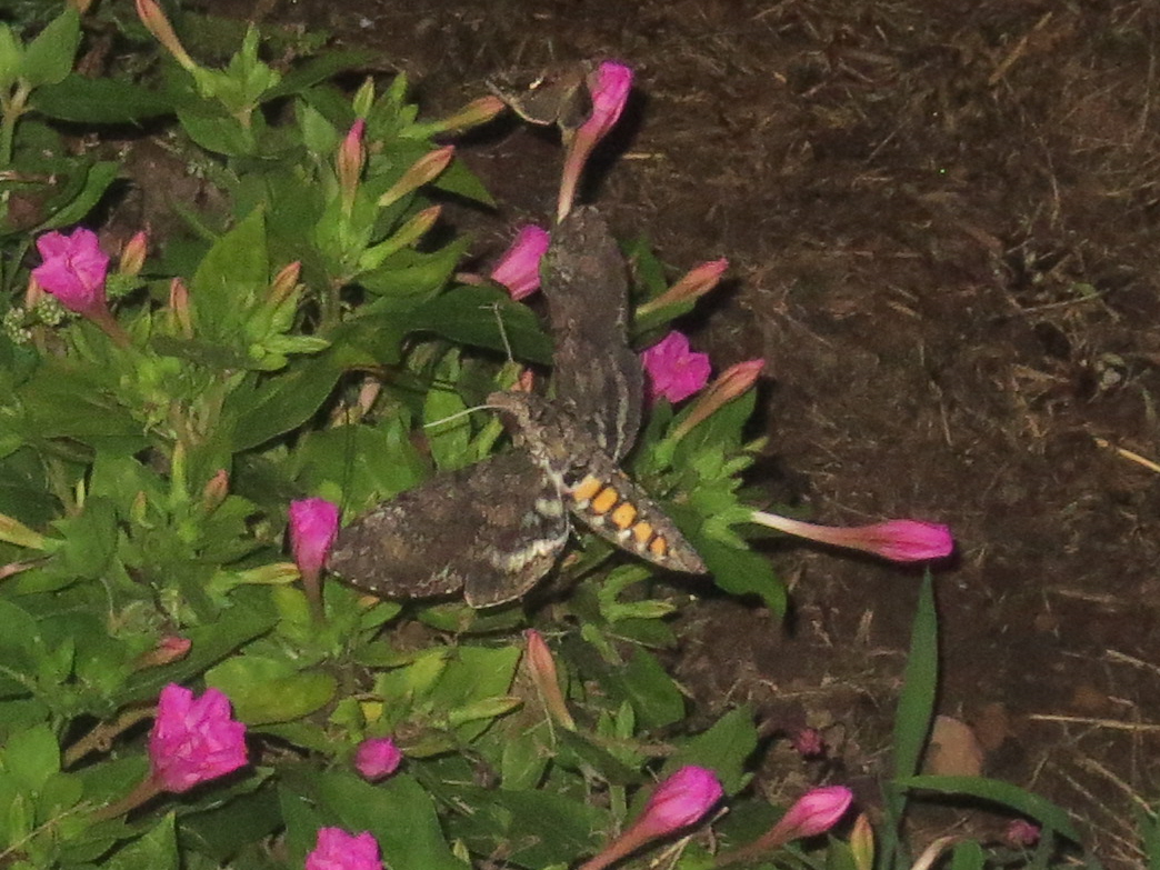 Carolina sphinx, tobacco hornworm moth