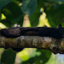 Tamarin aux mains rousses