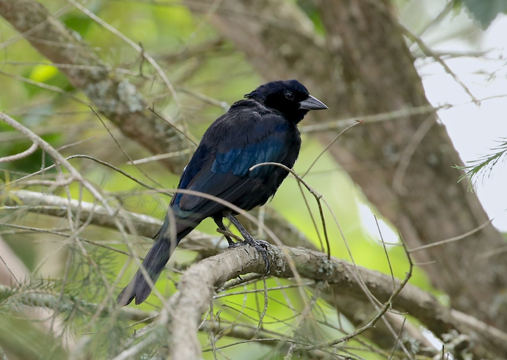 Shiny Cowbird