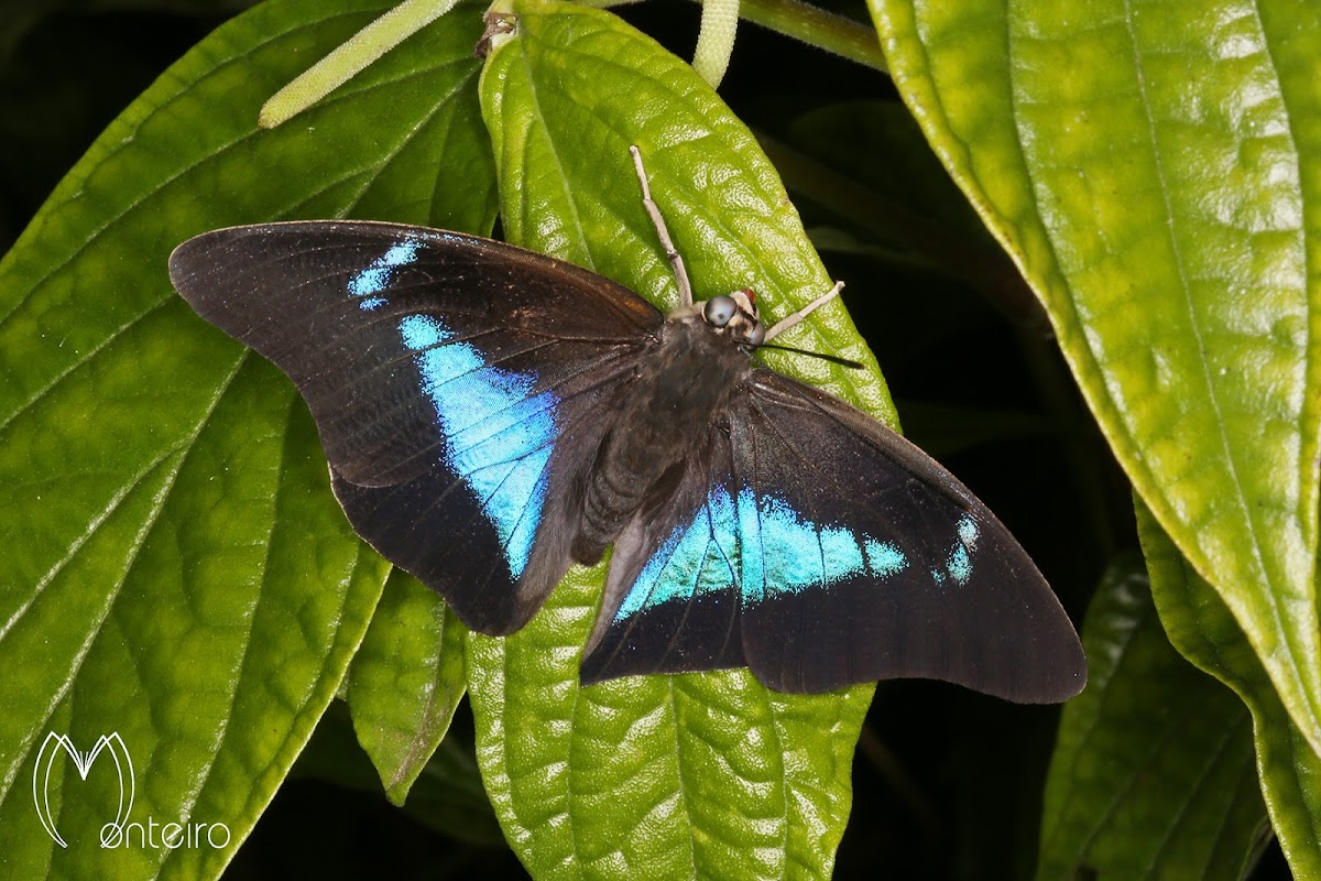 Borboleta Prepona (Blue Shoemaker Butterfly)