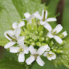 Garlic Mustard