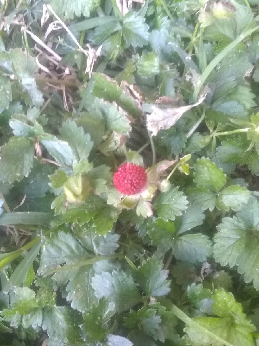 Indian Strawberry