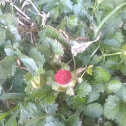 Indian Strawberry