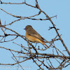 Redstart; Colirrojo Real