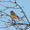 Redstart; Colirrojo Real