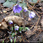 Common Hepatica