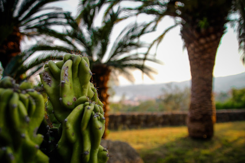 The cactus di fc__photos