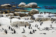 Penguins frolic on Boulders Beach near Simons Town in the Cape.