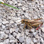 Two-striped Grasshopper (female)