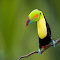 Item logo image for Toucan Bird Theme