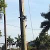 Red-bellied Woodpecker