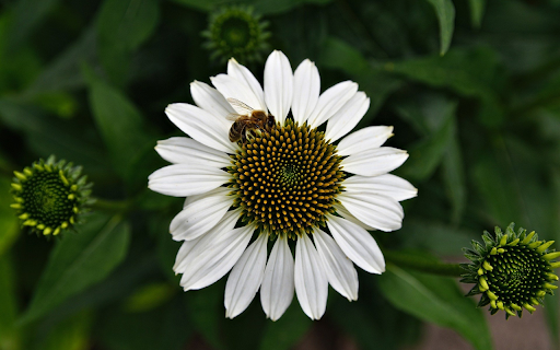 White flower