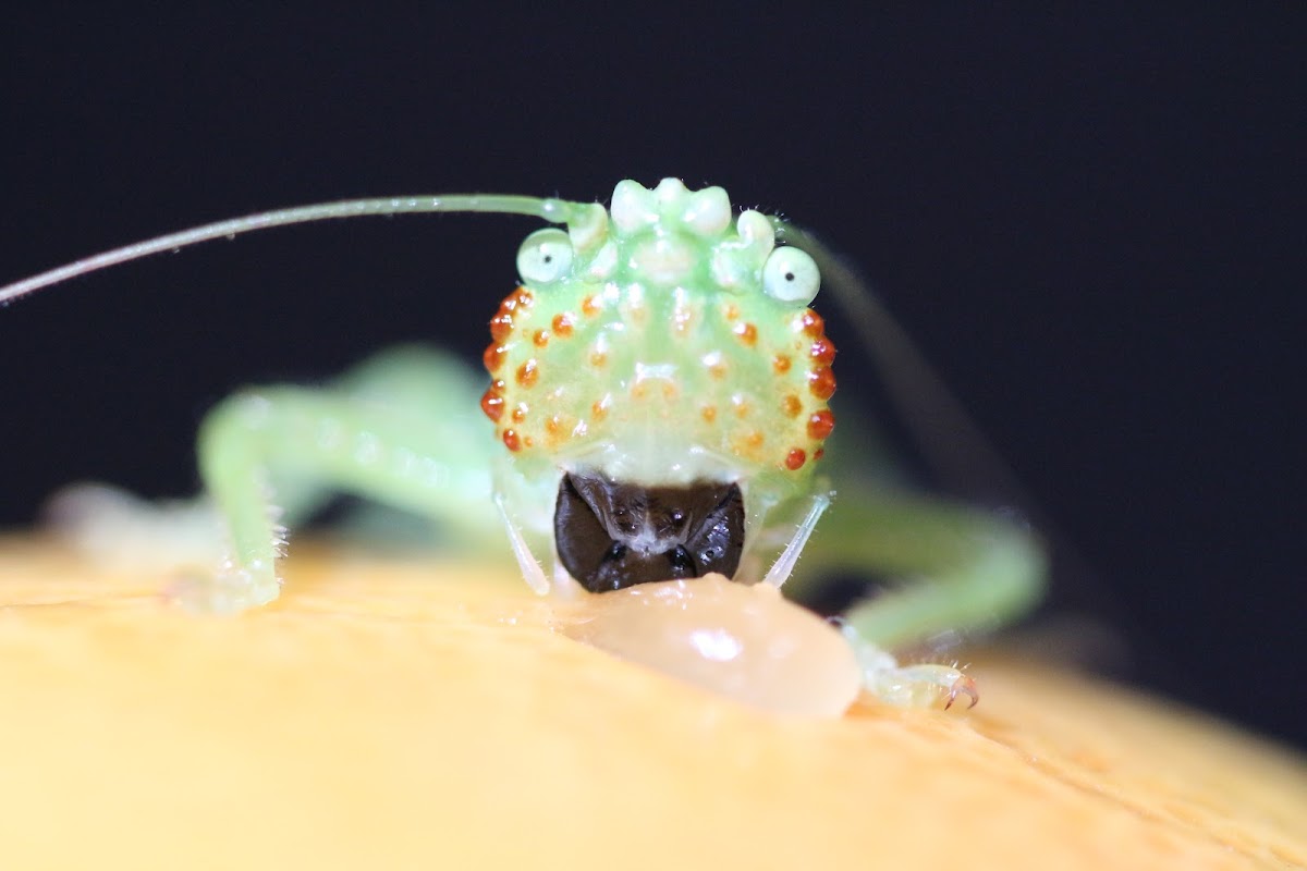 liometopum coronatum