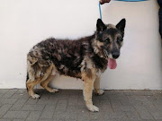 One of the security dogs at the Mangaung Metro Municipality's law enforcement department that had to be put down. 