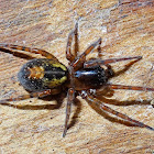 Window Lace-Weaver