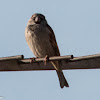 House Sparrow; Gorrión Común