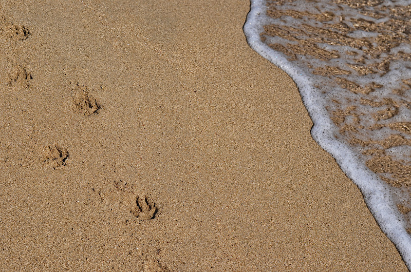 impronte in riva al mare di nicoletta lindor