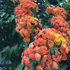 Red Trailing Bauhinia