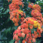 Red Trailing Bauhinia