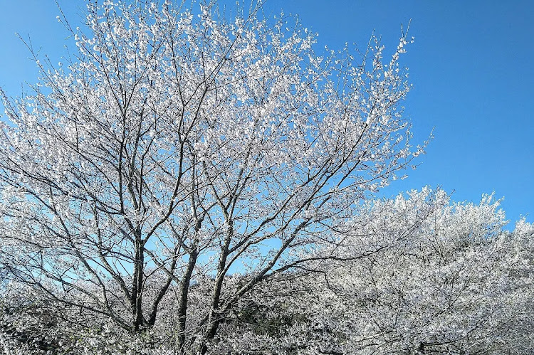 の投稿画像6枚目