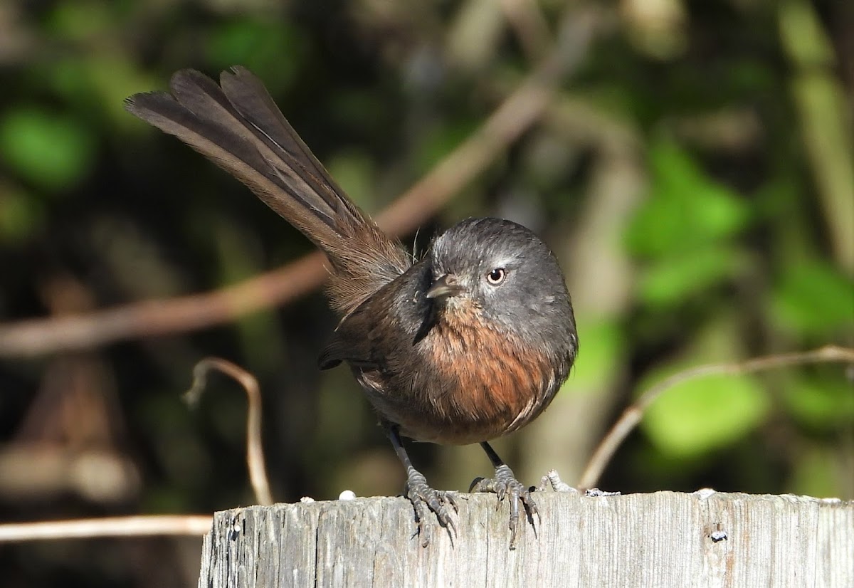 Wrentit