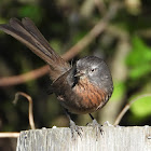 Wrentit