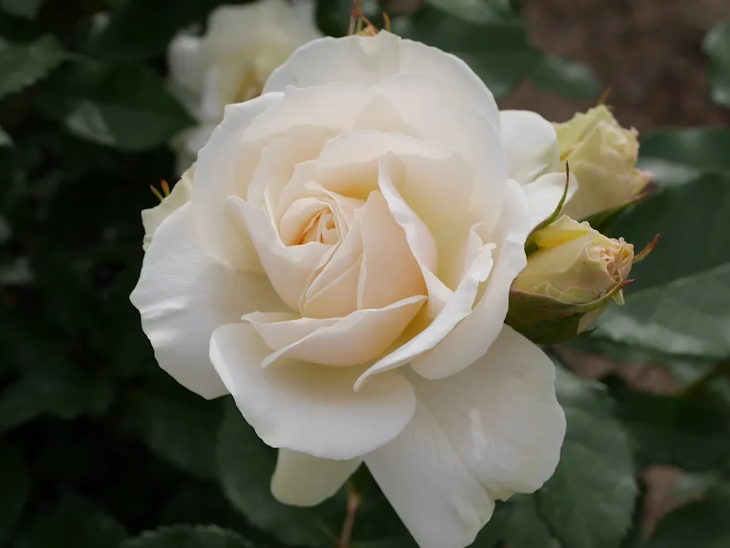 「白薔薇の花言葉、私はあなたにふさわしい」のメインビジュアル