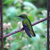 Antillean crested hummingbird