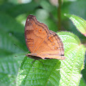 Chocolate Pansy or Chocolate Soldier Butterfly