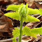 Ostrich Fern