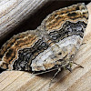 Large Twin-spot Carpet