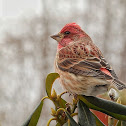 Purple finch