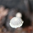 Pleated Inkcap, Japanese Parasol