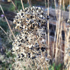 Onion blossom