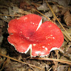 Emetic Russula