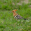 Hoopoe