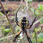 Yellow Garden Spider Female