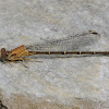 Blue-fronted Dancer Damselfly