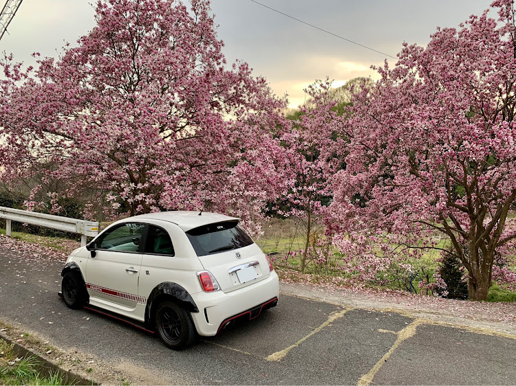 500の桜とコラボ・BRZ・白黒パンダ・MT女子に関するカスタム事例の投稿画像5枚目