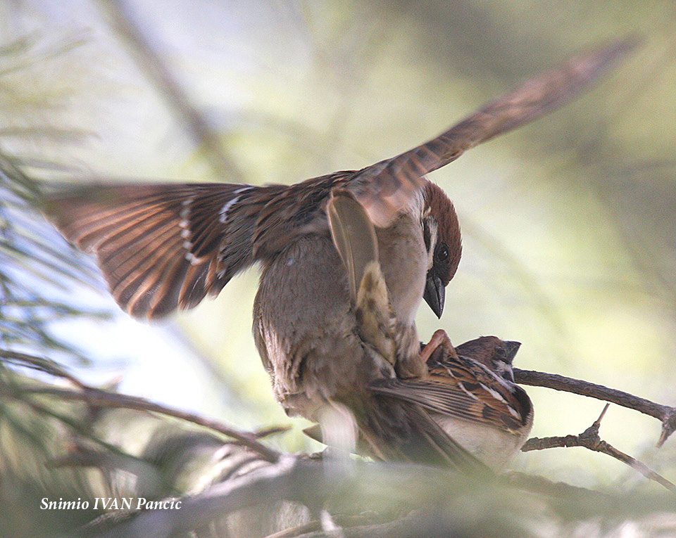 Eurasian Tree Sparrow