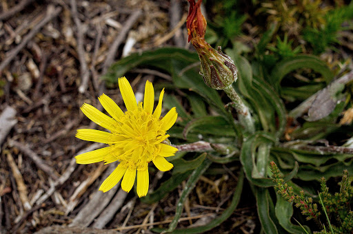 Scorzonera humilis