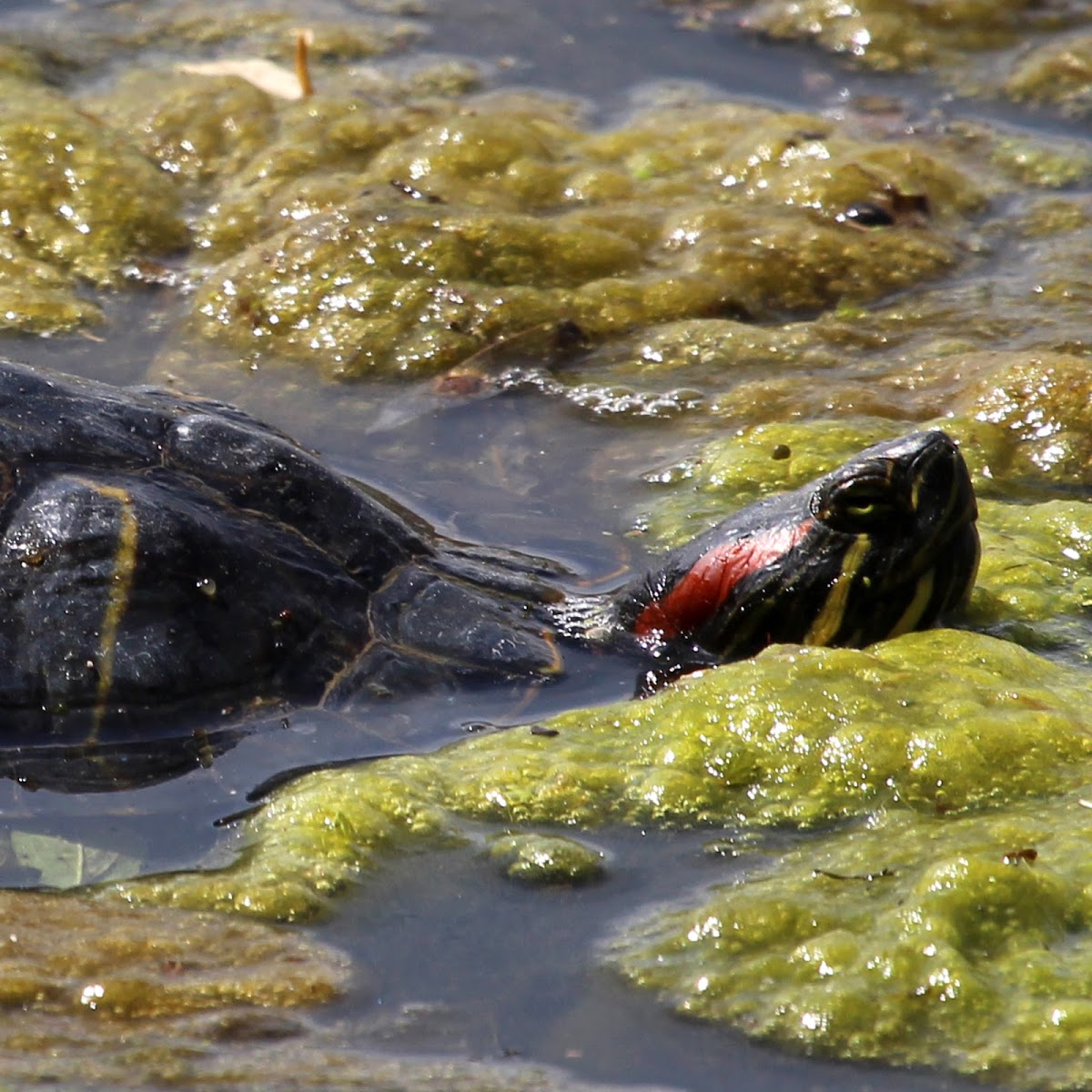 Red-eared Slider Turtle