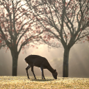 Baby deer