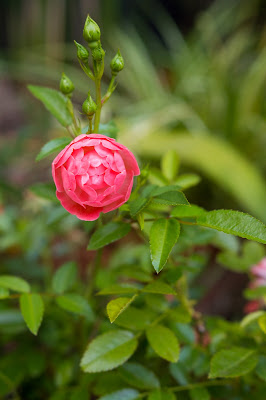 Verde o Rosa di armando