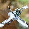 Signature/orb weaver spider