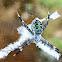 Signature/orb weaver spider