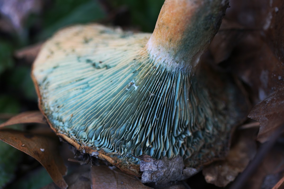 Saffron Milk Cap