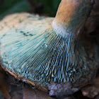 Saffron Milk Cap